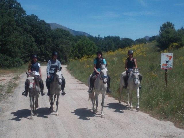 Cuatro caballos en ruta